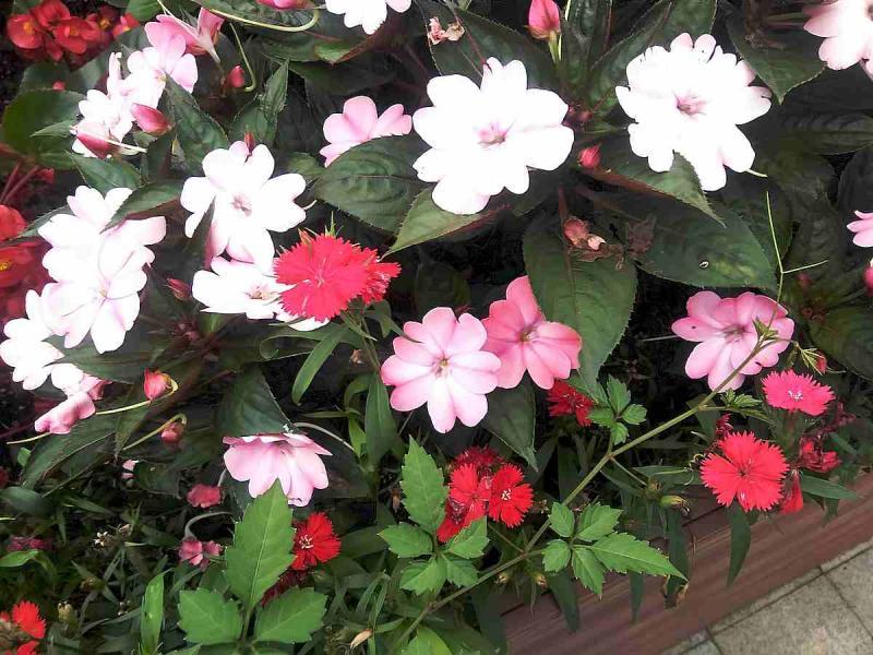 南昌市八一广场防腐木花箱6900 帖子ID:2991-木图网-木结构之家 www.woodpic.cn
