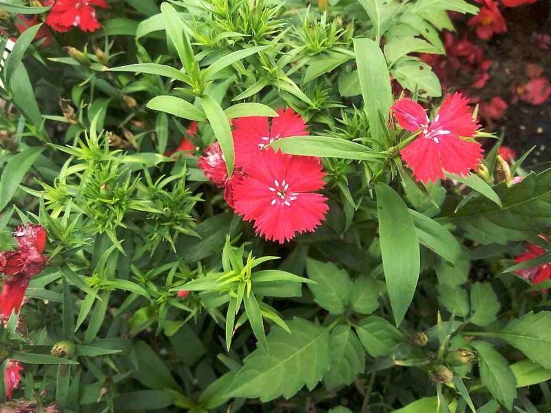 南昌市八一广场防腐木花箱6651 帖子ID:2991-木图网-木结构之家 www.woodpic.cn