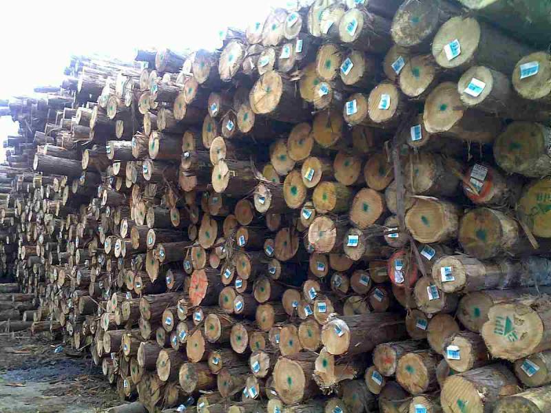 菠萝格原木堆场堆料1922 帖子ID:1536-木图网-木结构之家 www.woodpic.cn