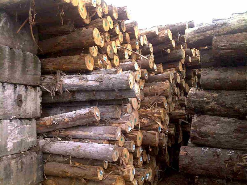 菠萝格原木堆场堆料3353 帖子ID:1536-木图网-木结构之家 www.woodpic.cn