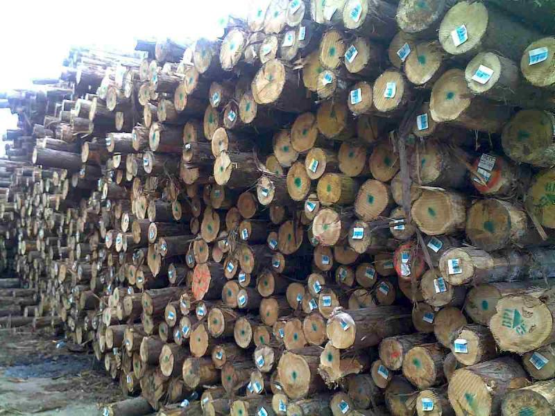 菠萝格原木堆场堆料8757 帖子ID:1536-木图网-木结构之家 www.woodpic.cn