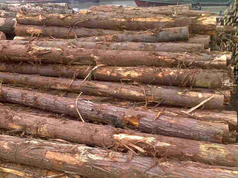 菠萝格原木堆场堆料1756 帖子ID:1536-木图网-木结构之家 www.woodpic.cn