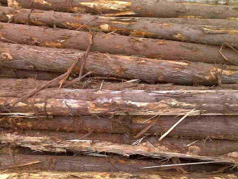 菠萝格原木堆场堆料7646 帖子ID:1536-木图网-木结构之家 www.woodpic.cn