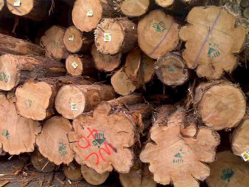 菠萝格原木堆场堆料5385 帖子ID:1536-木图网-木结构之家 www.woodpic.cn