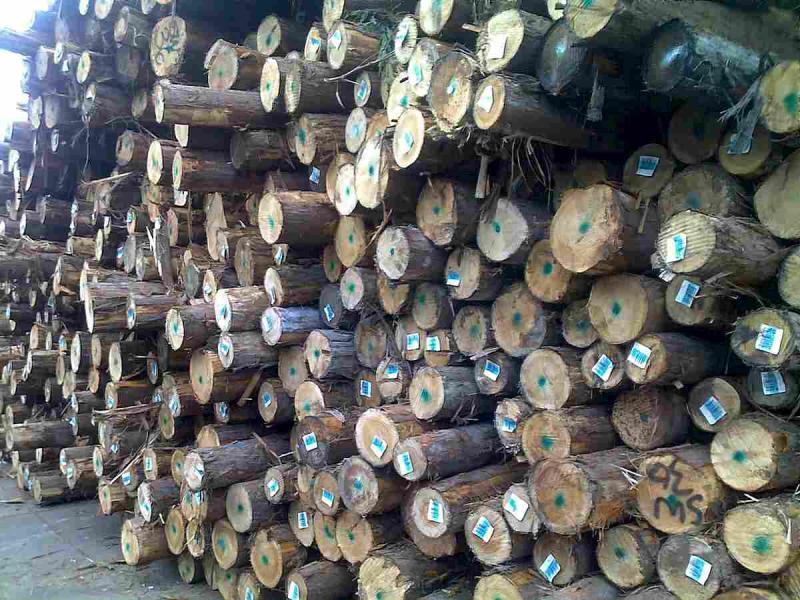 菠萝格原木堆场堆料6149 帖子ID:1536-木图网-木结构之家 www.woodpic.cn