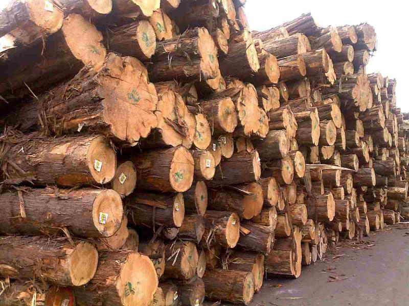菠萝格原木堆场堆料7539 帖子ID:1536-木图网-木结构之家 www.woodpic.cn