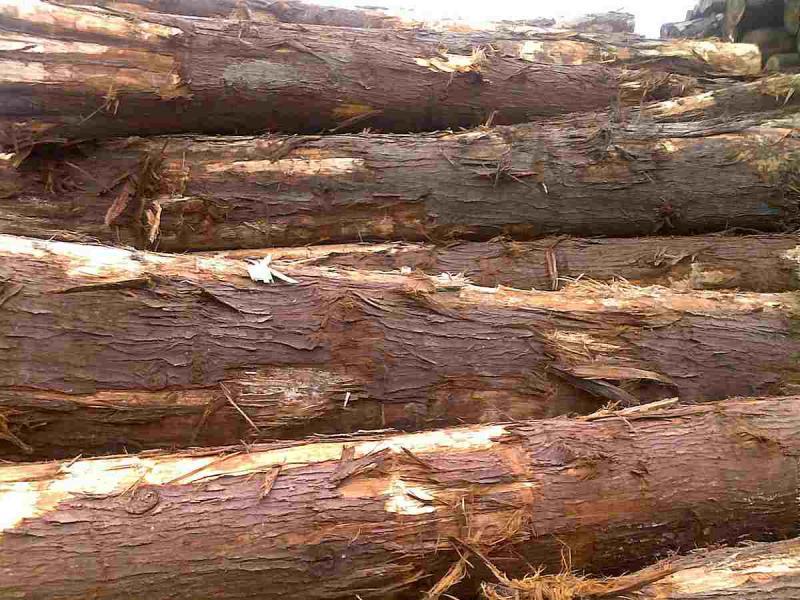 菠萝格原木堆场堆料9909 帖子ID:1536-木图网-木结构之家 www.woodpic.cn