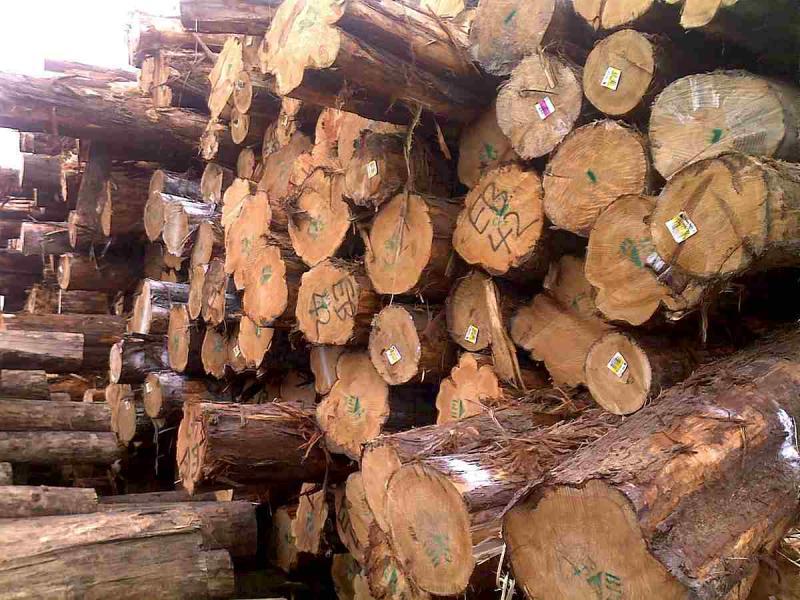 菠萝格原木堆场堆料6958 帖子ID:1536-木图网-木结构之家 www.woodpic.cn