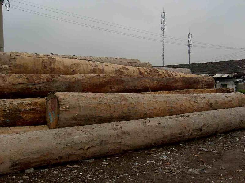 菠萝格原木堆场堆料2179 帖子ID:1536-木图网-木结构之家 www.woodpic.cn