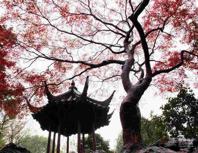古建凉亭欣赏十二9706 帖子ID:1678-木图网-木结构之家 www.woodpic.cn