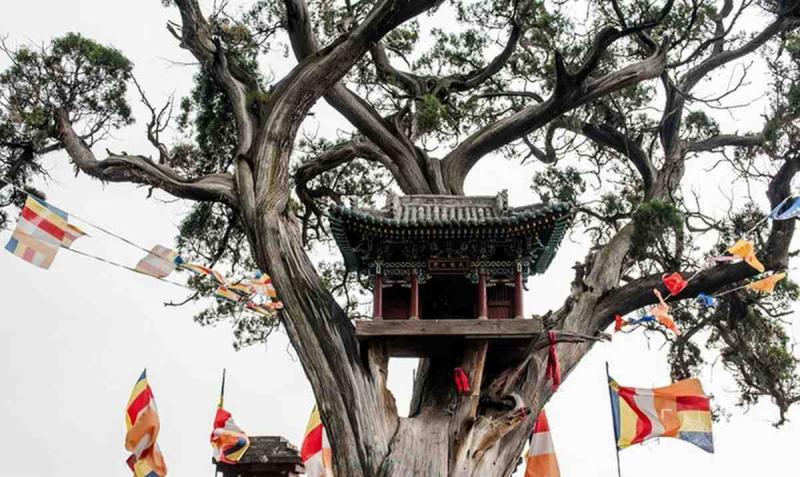 古建筑欣赏二十二6533 帖子ID:1830-木图网-木结构之家 www.woodpic.cn